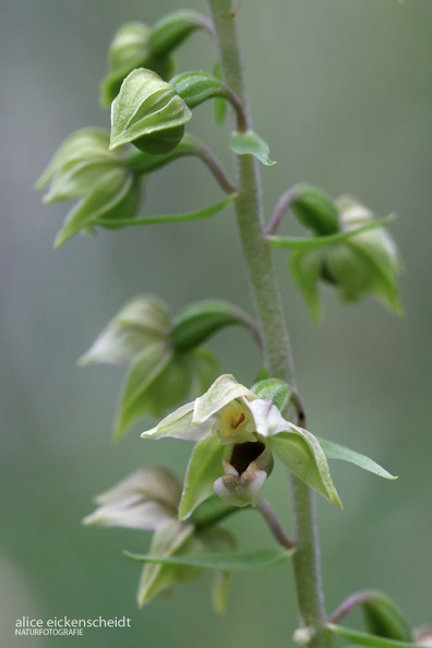 Breitblättrige Stendelwurz (Epipactis helleborine)